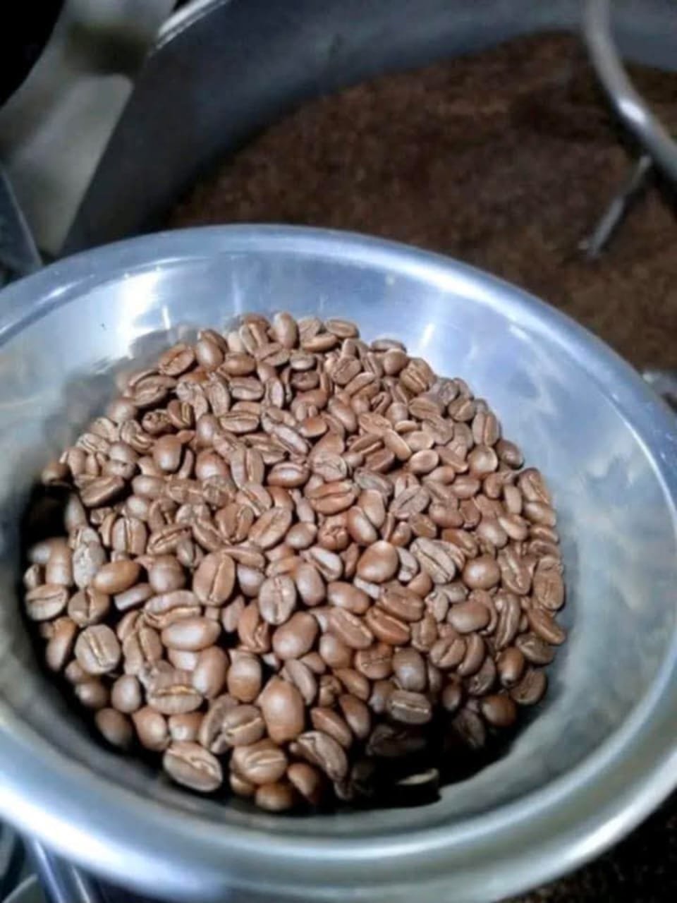 Coffee beans in a bowl representing coffee study and sensory training